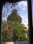 הרחקת דבורים מחלון של דירה